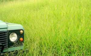 Grass Rover or Grass Hoppers? 